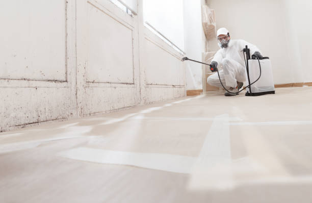 24/7 Emergency Attic Mold Remediation experts in Chesapeake, VA
