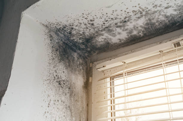 Affordable Attic Mold Remediation solutions in Chesapeake, VA